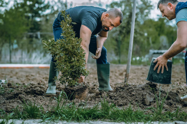 Best Tree Removal  in Del Aire, CA